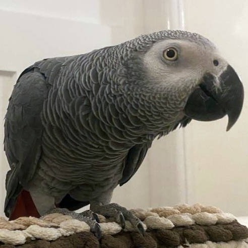Nesta