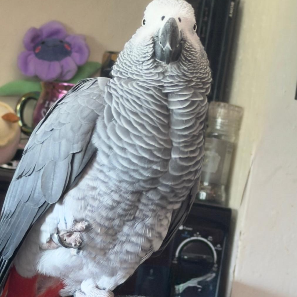 ALFIE