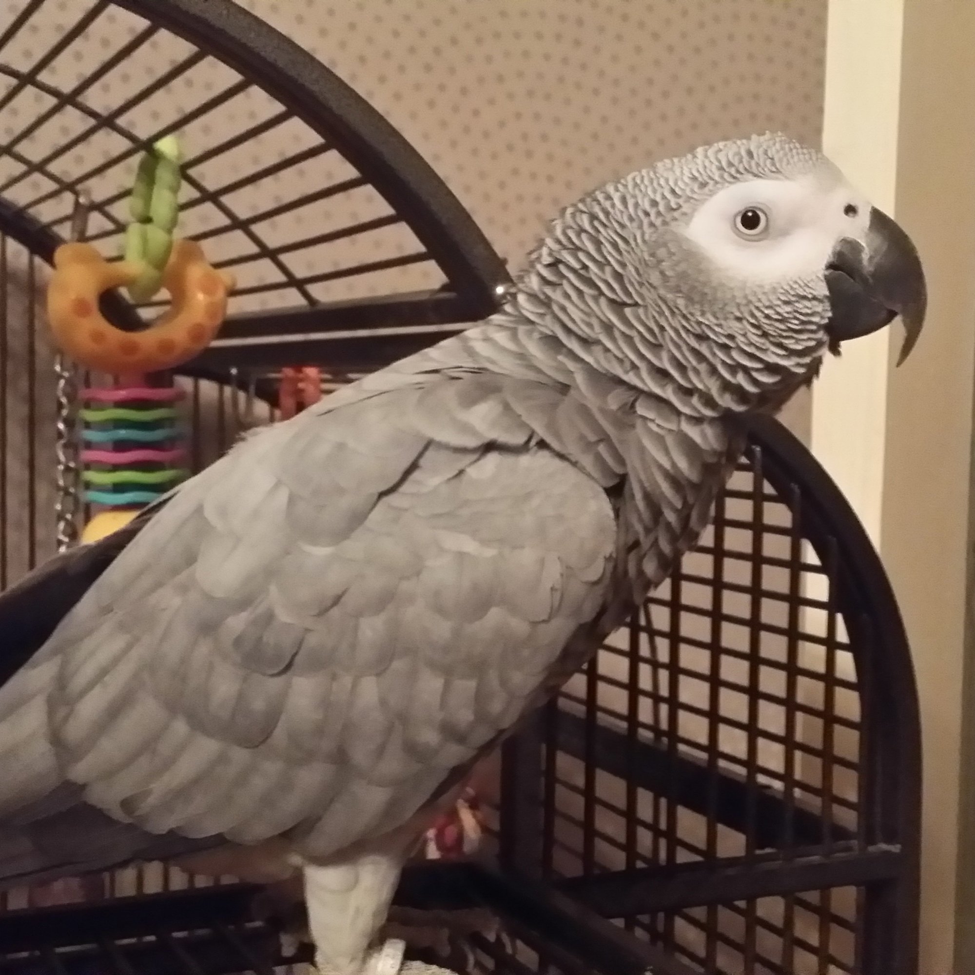 Holly