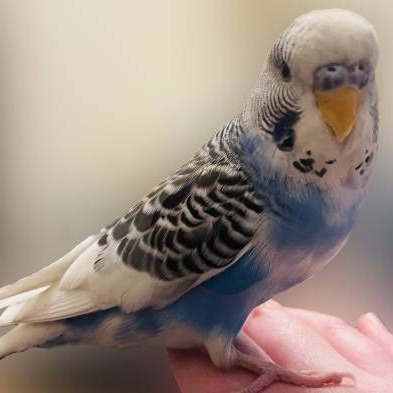Found bird photo
