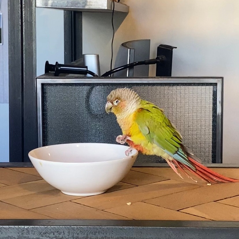 Found bird photo